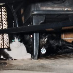 Katze und Hund unterm Ofen