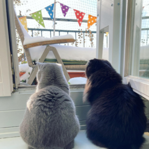 zwei katzen schauen aus der tür, rückenansicht